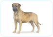 Bullmastiff