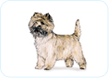 Cairn Terrier