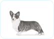Cardigan Welsh Corgi