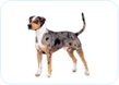 Catahoula Leopard Dog