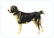 Central Asian Shepherd Dog