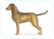 Chesapeake Bay Retriever