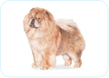 Chow Chow