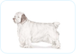 Clumber Spaniel