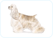 Cocker Spaniel