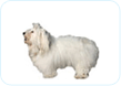 Coton de Tulear