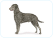 Curly-Coated Retriever