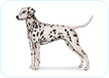 Dalmation