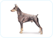 Doberman Pinscher
