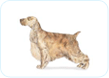 English Cocker Spaniel