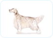 English Setter