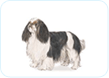 English Toy Spaniel