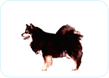 Finnish Lapphund