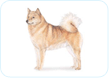 Finnish Spitz