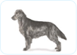 Flat-Coated Retriever