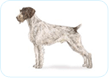 German Wirehaired Pointer