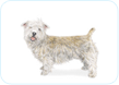 Glen of Imaal Terrier