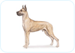 Great Dane