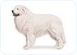 Great Pyrenees