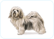 Havanese