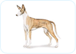 Ibizan Hound