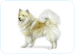 Icelandic Sheepdog