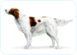 Irish Red and White Setter