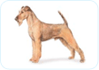 Irish Terrier