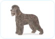 Irish Water Spaniel