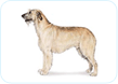 Irish Wolfhound