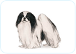 Japanese Chin