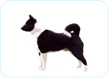 Karelian Bear Dog