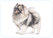Keeshond