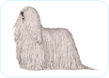 Komondor