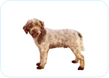 Lagotto Romagnolo