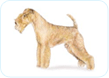 Lakeland Terrier