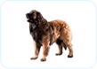 Leonberger
