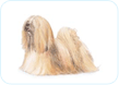 Lhasa Apso