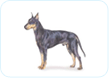 Manchester Terrier
