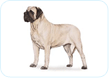 Mastiff