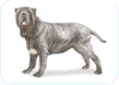 Neapolitan Mastiff