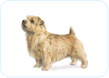 Norfolk Terrier