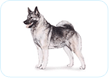 Norwegian Elkhound