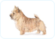 Norwich Terrier