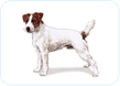 Parson Russell Terrier
