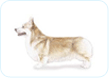Pembroke Welsh Corgi