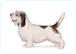 Petit Basset Griffon Vendeen