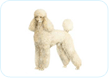 Poodle