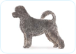 Portugese Water Dog