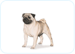 Pug